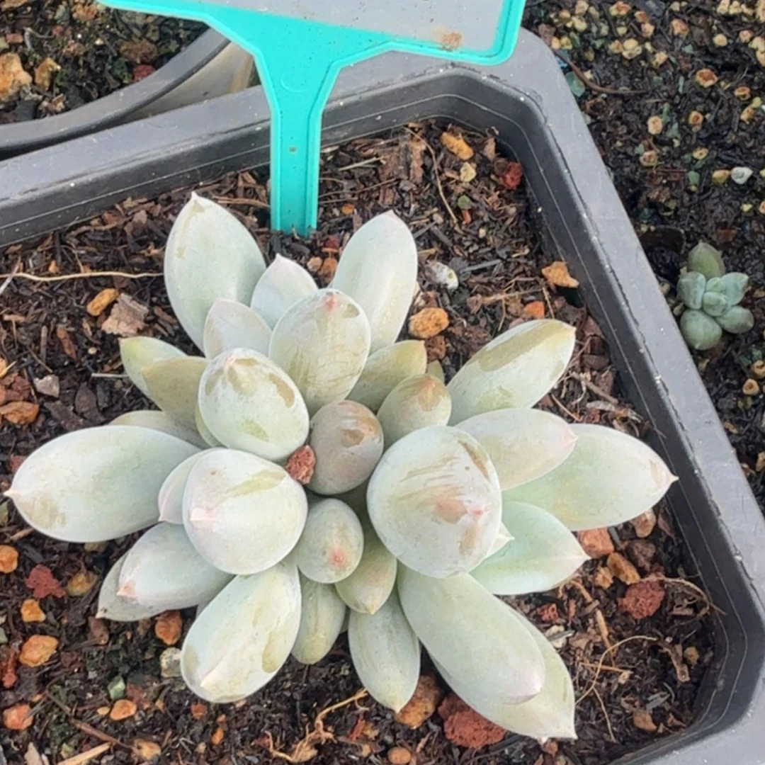 海豚体哥特多肉植物374