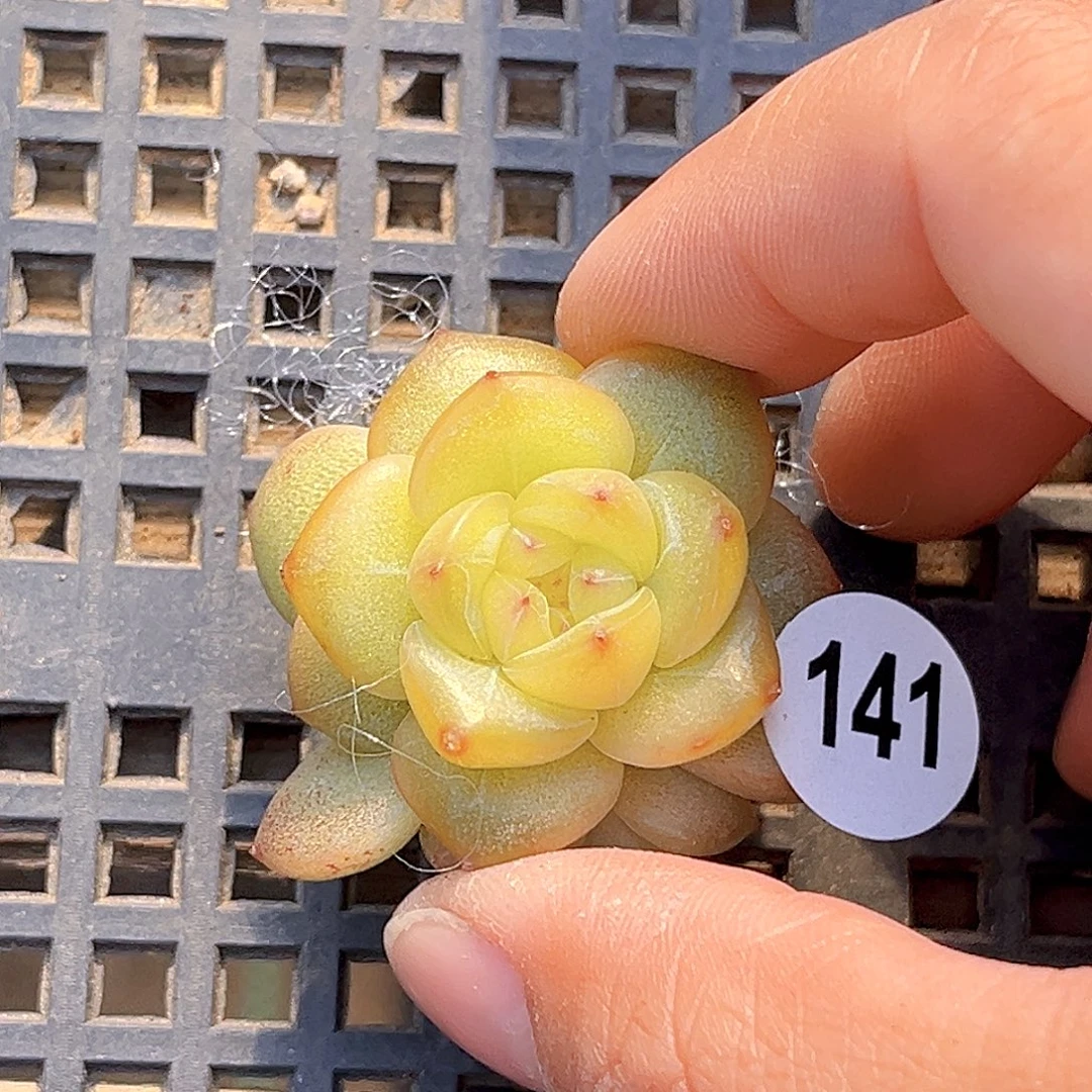 141 新品珍妮 满18包邮 漏