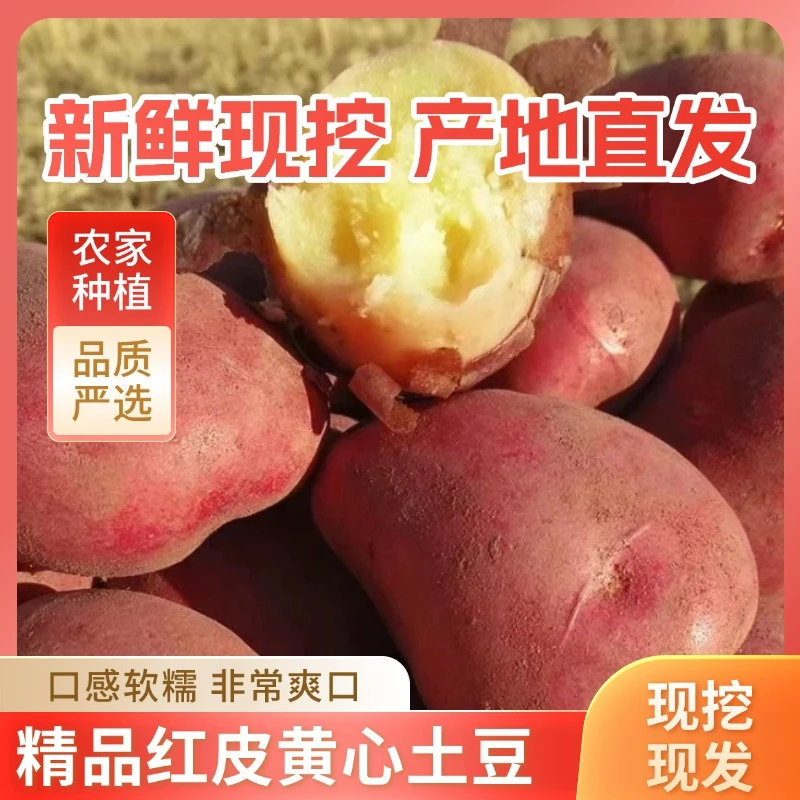 云南红皮黄心土豆新鲜上市云薯高原土豆农家现挖