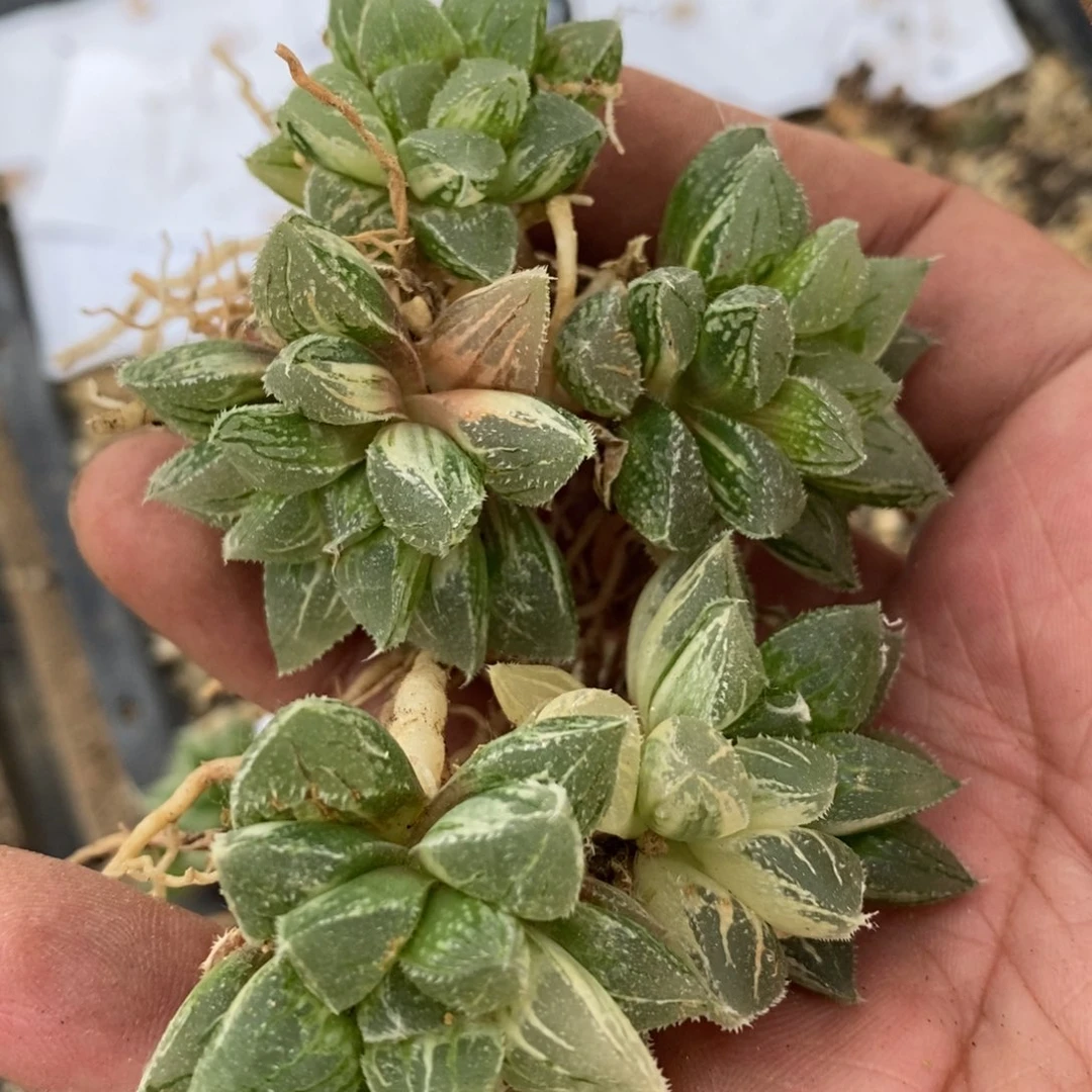 430 一颗新冰沙糖锦。 整点福利