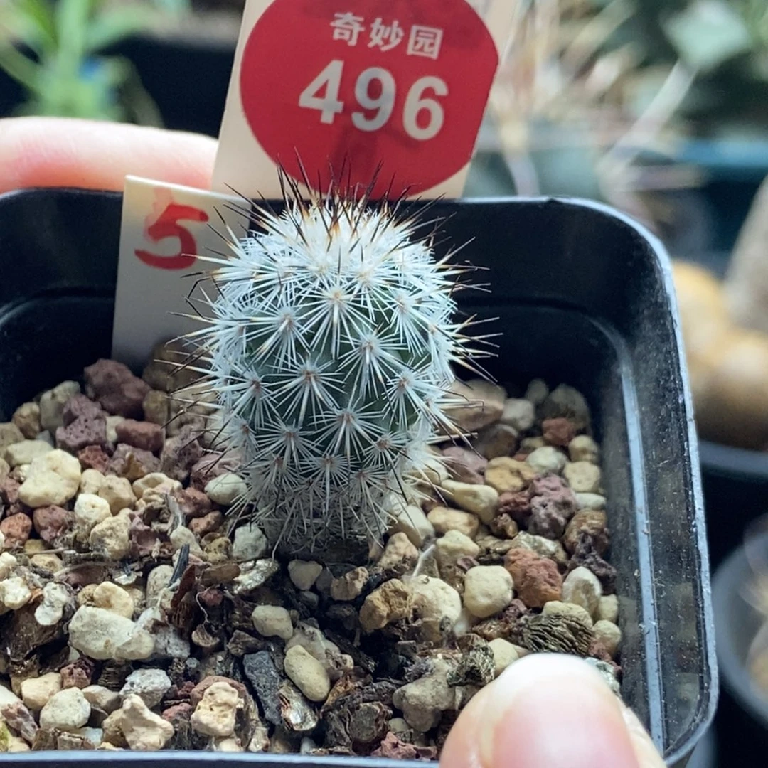 实生巨费雷克娇丽1.7cm