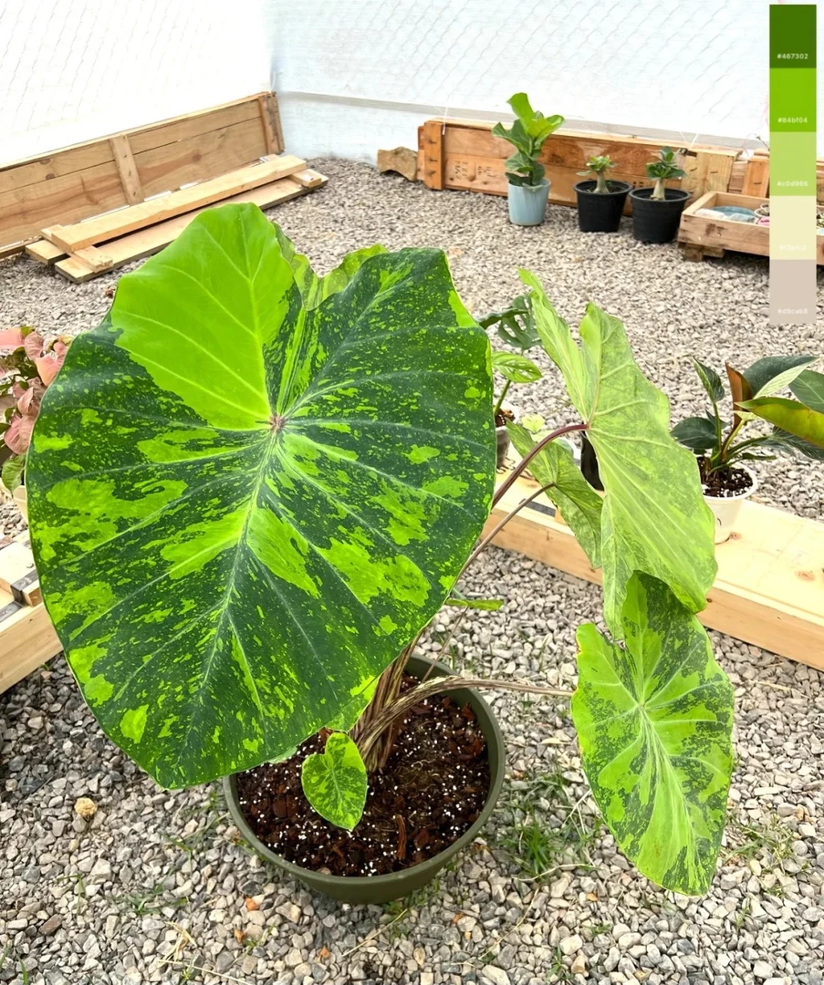 花叶柠檬海芋热带绿植适合室内办公室阳台盆栽