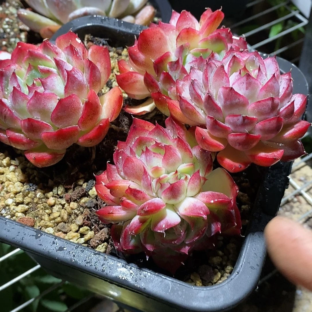 丝**枫珍妮珍1颗多肉植物