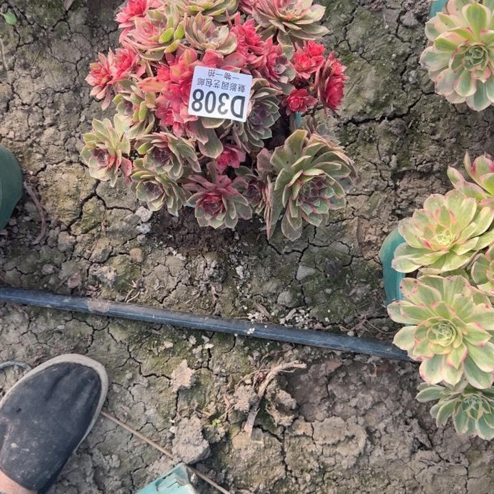 黑魔锦25-26包邮花花