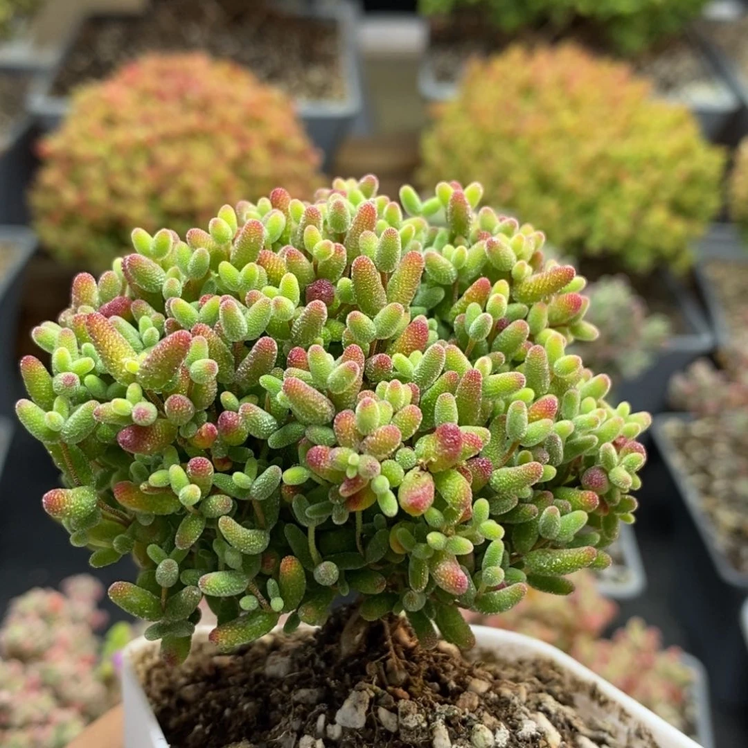 A***e蜜橘糖球6240枝干番杏