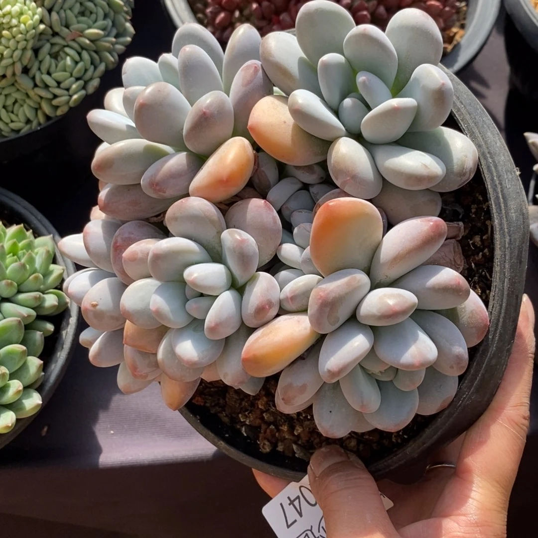 两单包邮1130-47香水