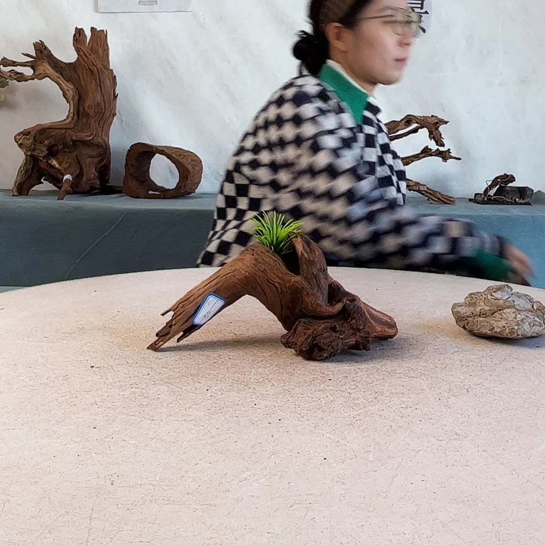 沉木造景寄居蟹造景