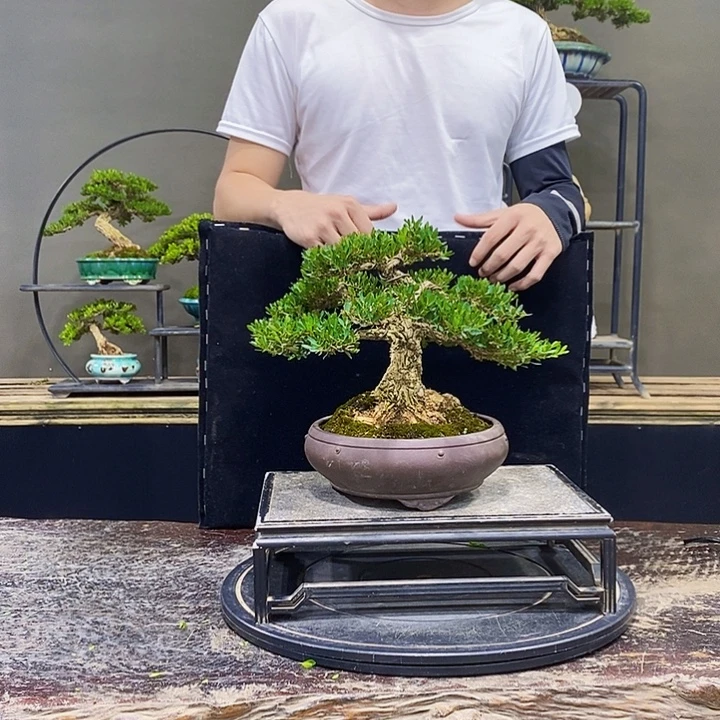 无花朵黄杨盆景四季常青