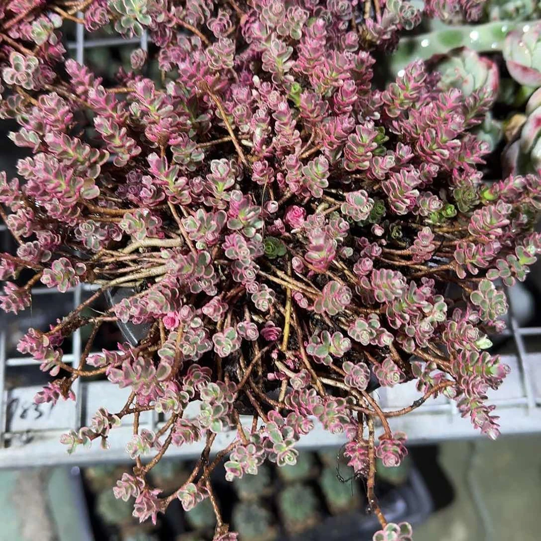 小球玫瑰多肉植物