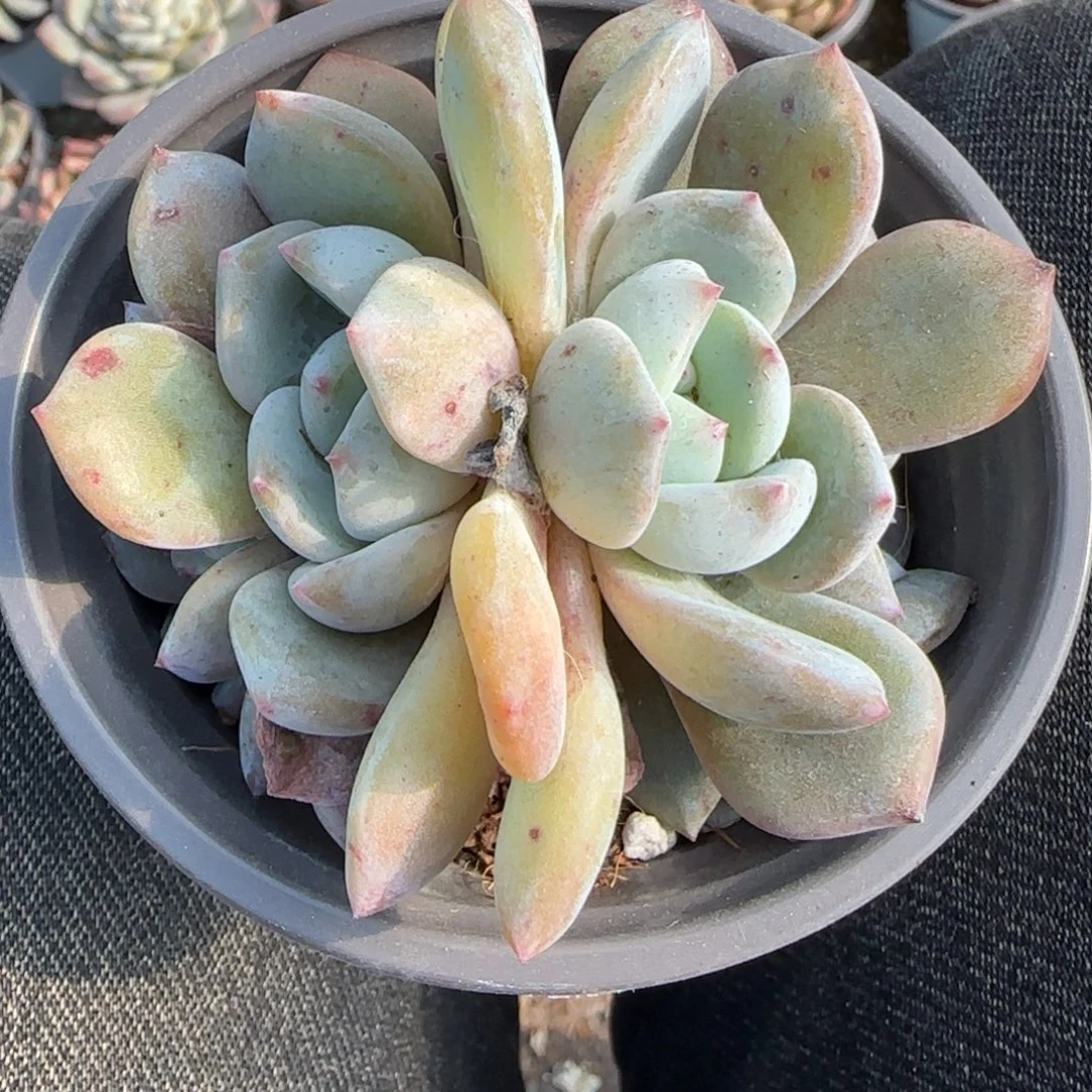 多肉小卡拉米糖心一物一拍