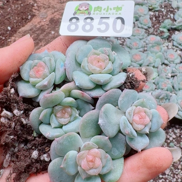 多肉植物多肉植物