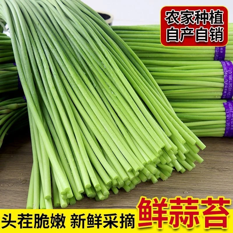 现货蒜苔现摘现发新鲜蔬菜当季蔬菜脆嫩蒜苔TLJ