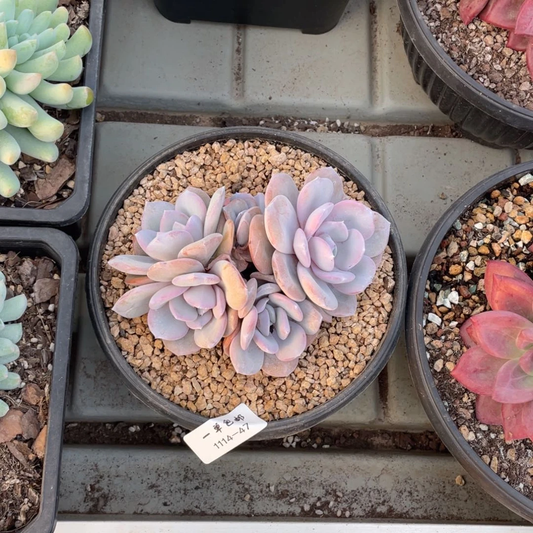 一*1114-47-奶茶。，，，，