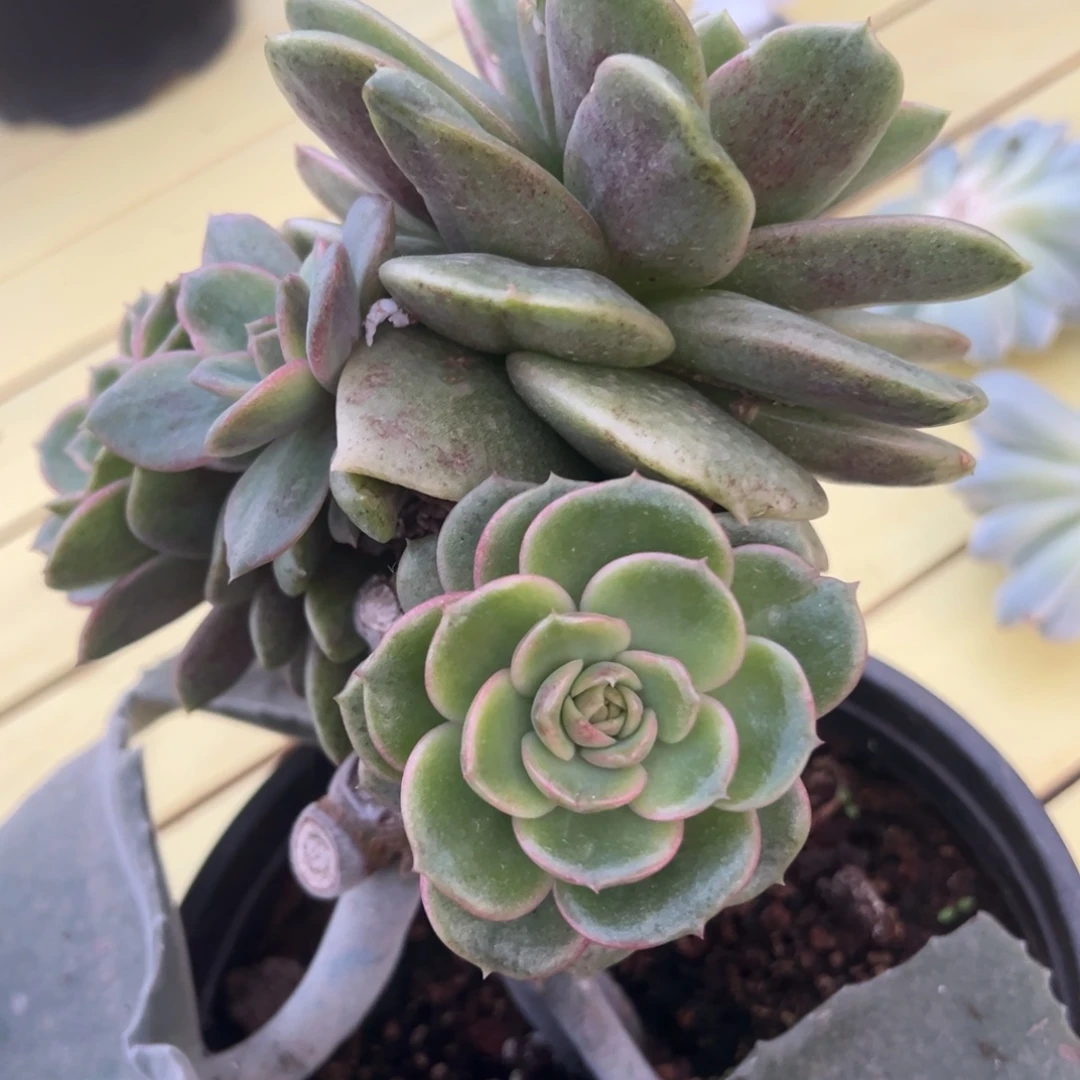 顶***葱独家东云锦绿头预定