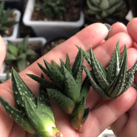 松挲掌银鹤锦3颗一起发货
