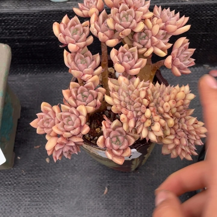 ****️弥鹿之森一物一拍