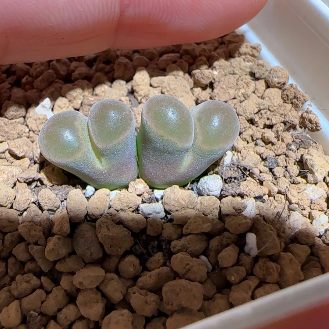 肉锥多肉植物组合-磁铁母本1707