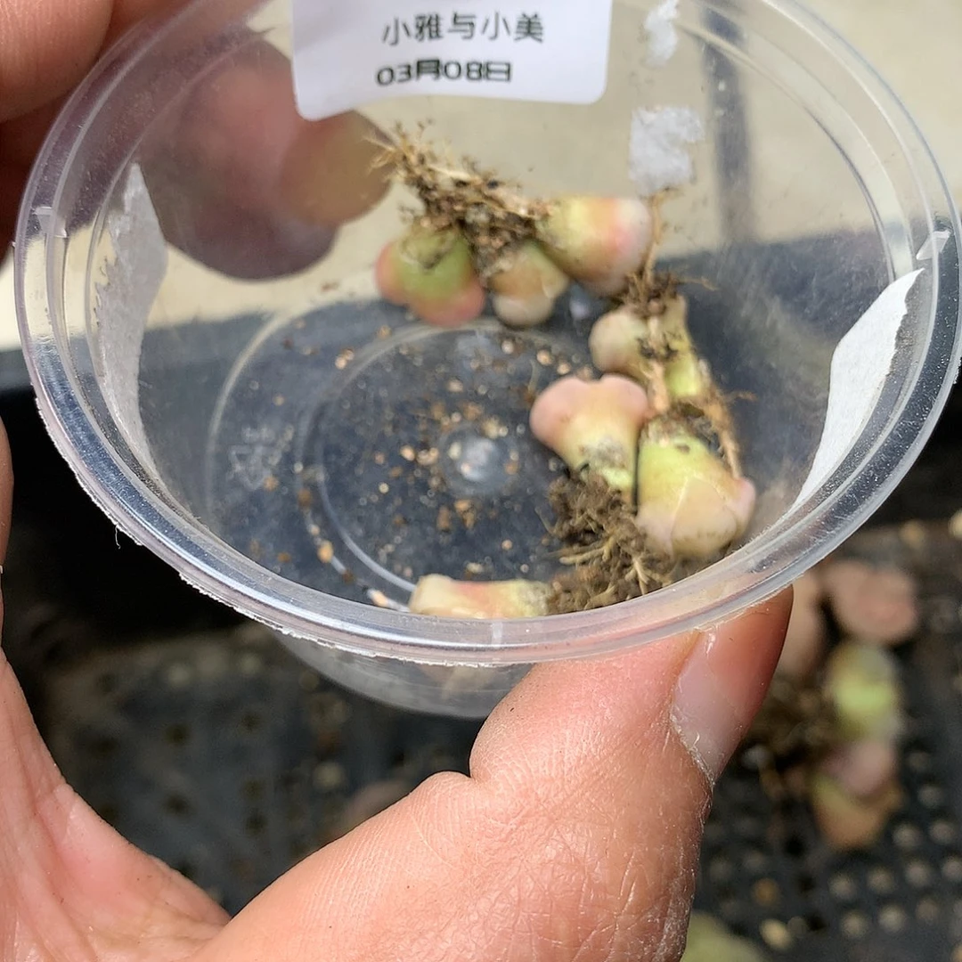 静**_G211多肉植物保护研究所