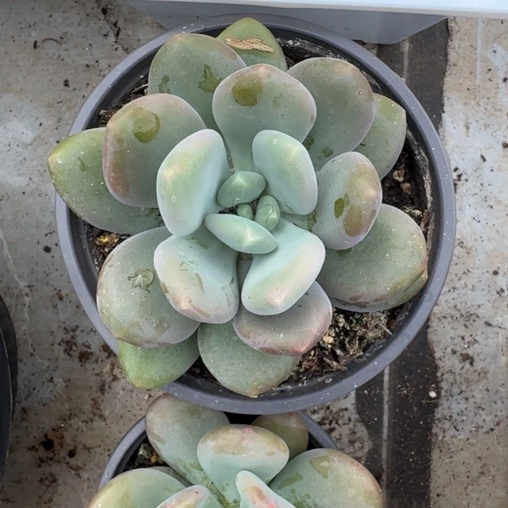 X系列美人新品 一物一拍