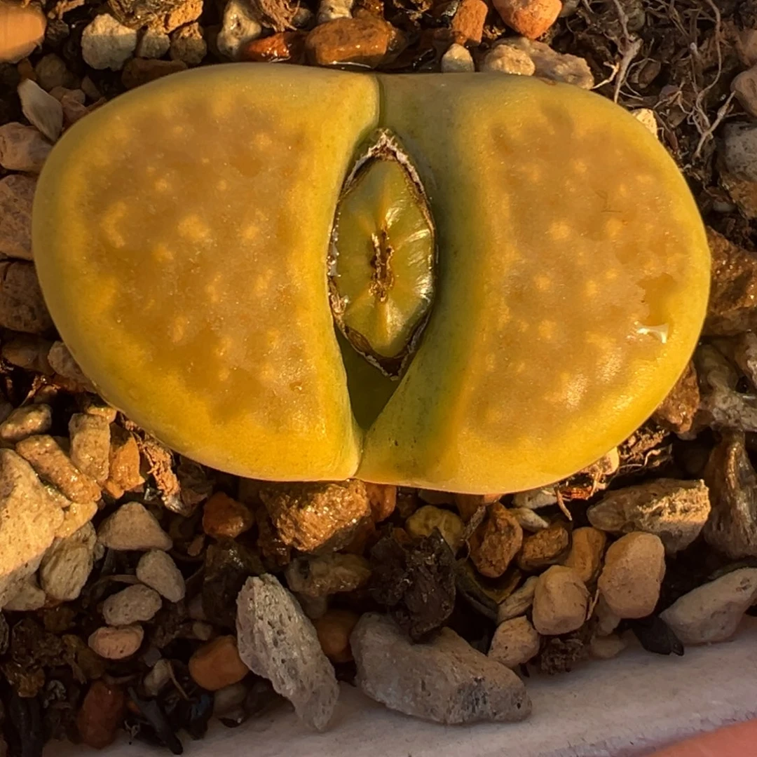 黄巴黎母本带盆多肉