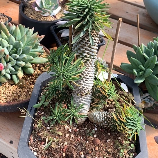 铁甲麒麟482 不包损亏本处理退款拉黑7-8天发货