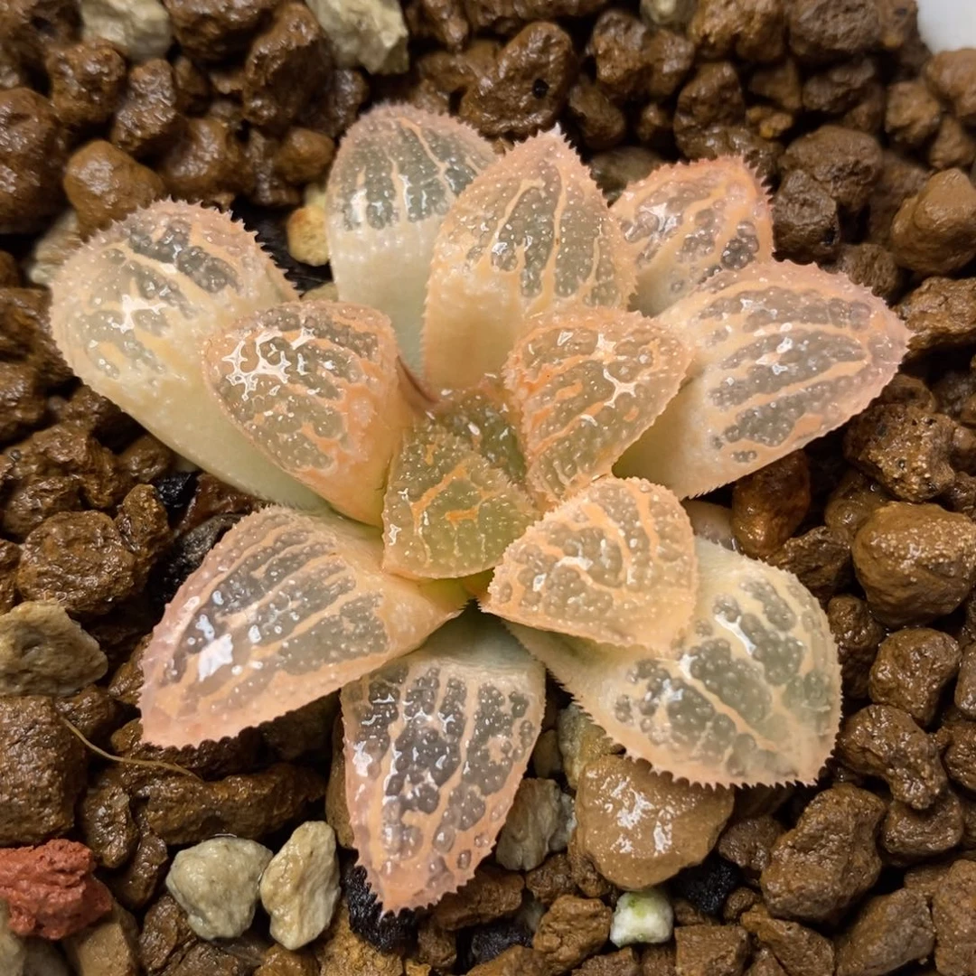 567糊斑具味城锦一物一拍