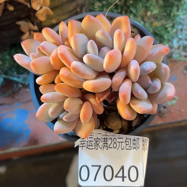 幸运儿是一位非常优秀且幸运