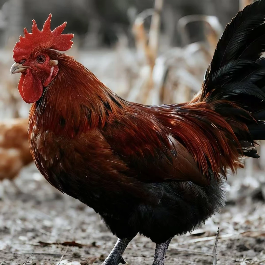 【2只淮南草大公鸡】2只装3.8斤-4.3斤黑脚淮南草大公鸡家散养黑脚大公鸡