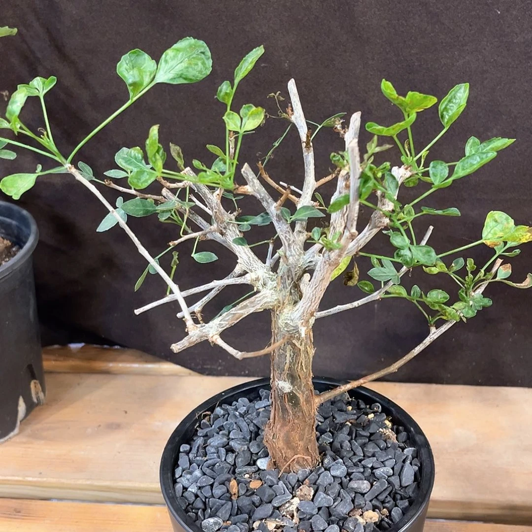 潮流植物 芳香橄榄 实生母本