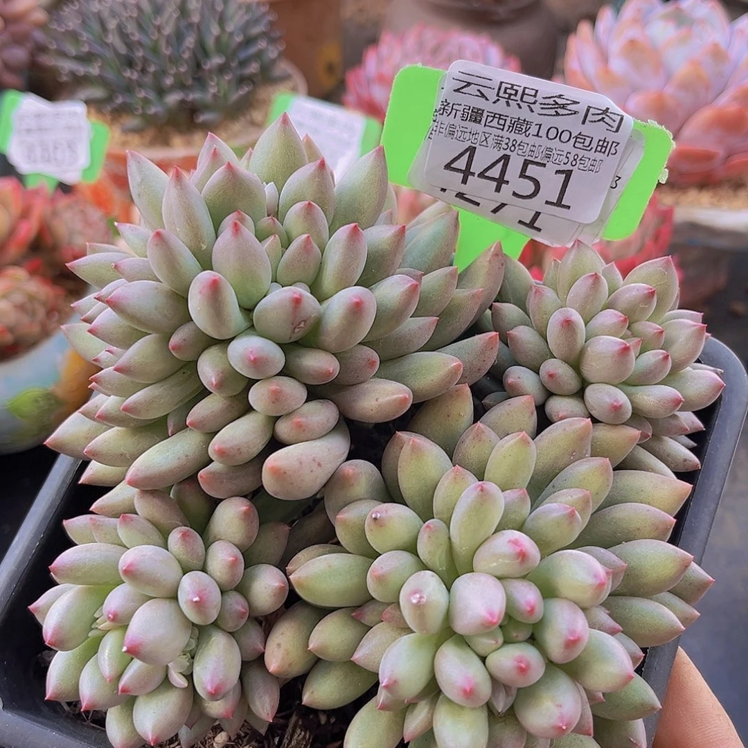 4451岩字美人多肉植物