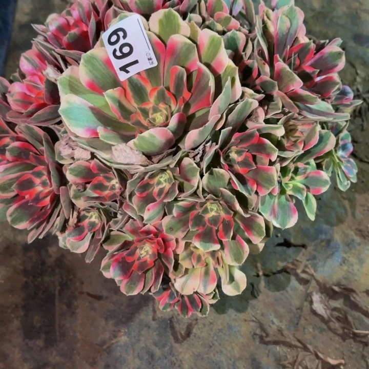 169青苹果多肉植物不售后