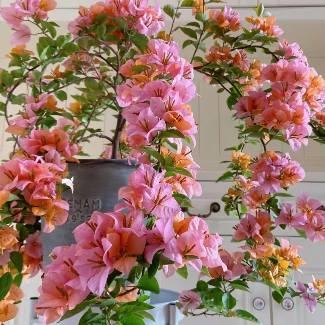 三角梅【金发女郎】带叶带土带根圆形不带植物花兰花