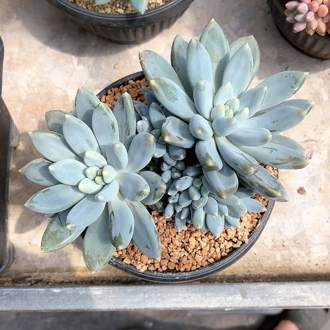 【闪购商品】哥特大群