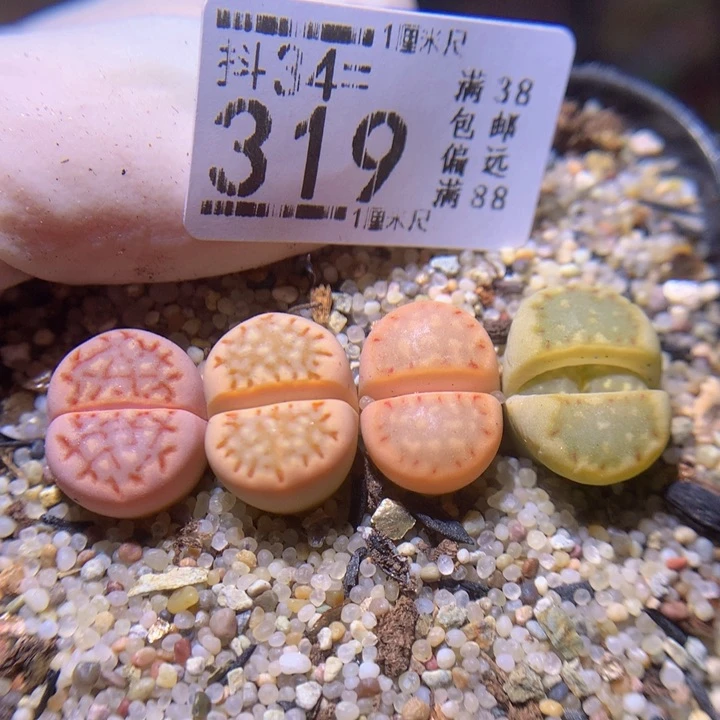 精品生石花34.319