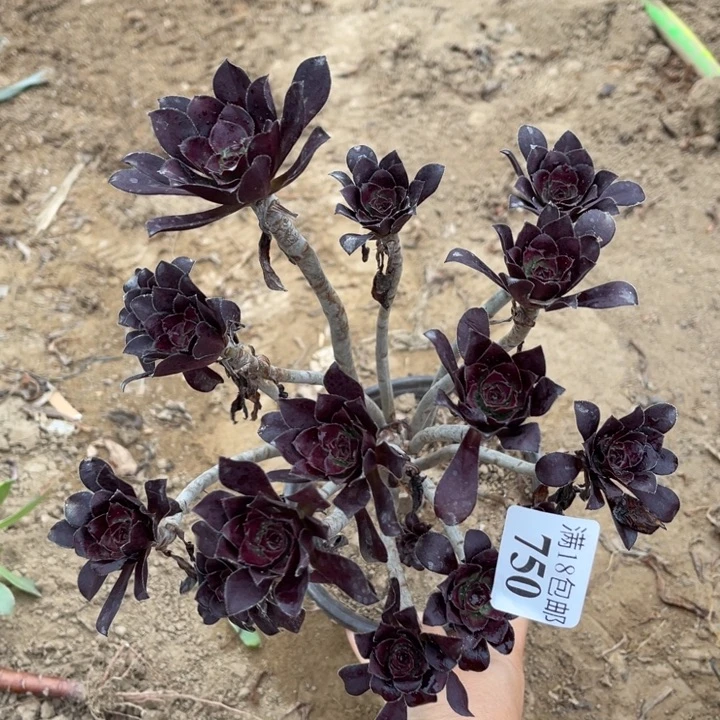 750红酒圆叶绣球2号棚