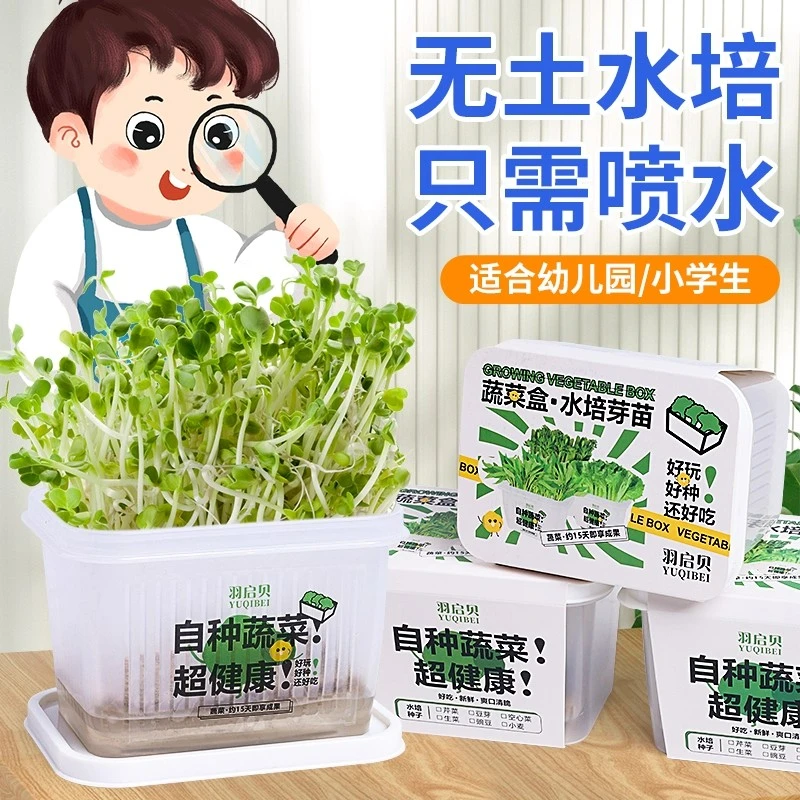 小学生儿童植物观察盒水培盒植物盆栽发芽育苗盘生长水养无土栽培