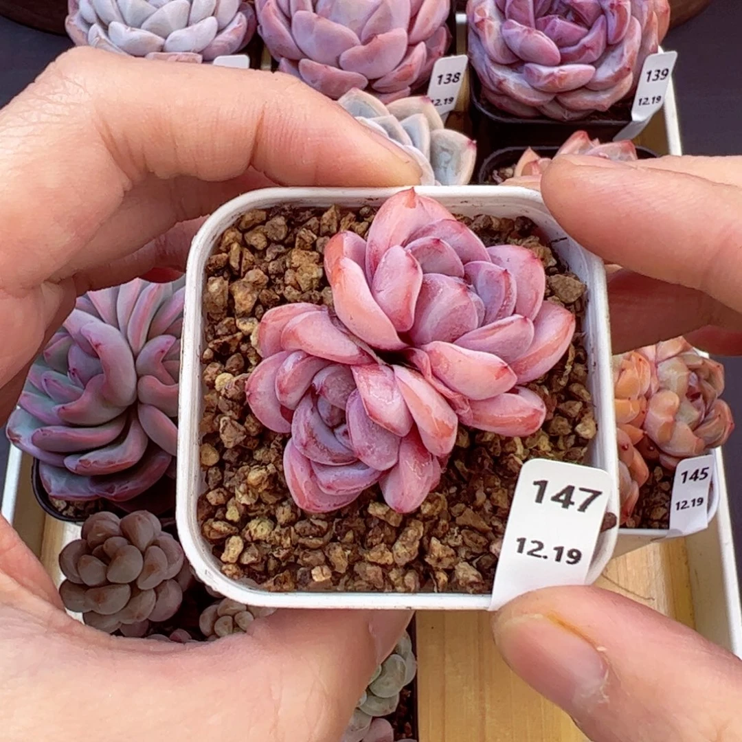 好好看147、哈哈哈哈