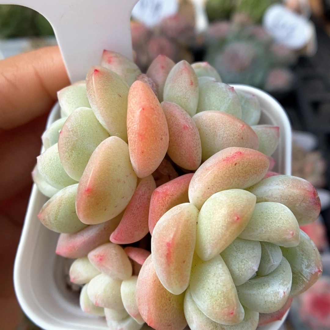 白底冰玉群生可拍421号。