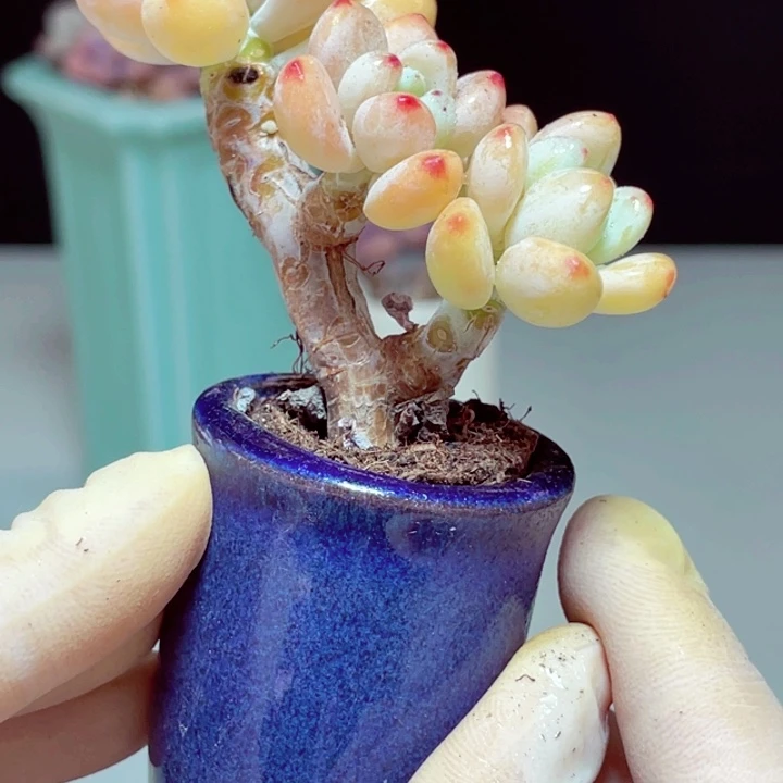 罗琦样品1颗带盆发货1