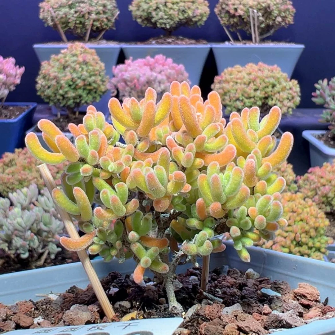 【闪购商品】早****?d636橙闪枝干番杏