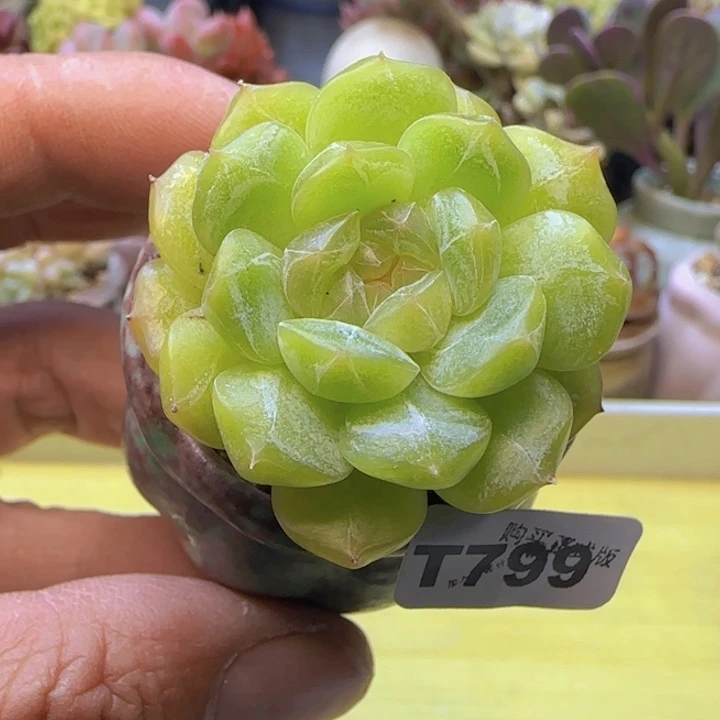 t799一物一拍多肉植物