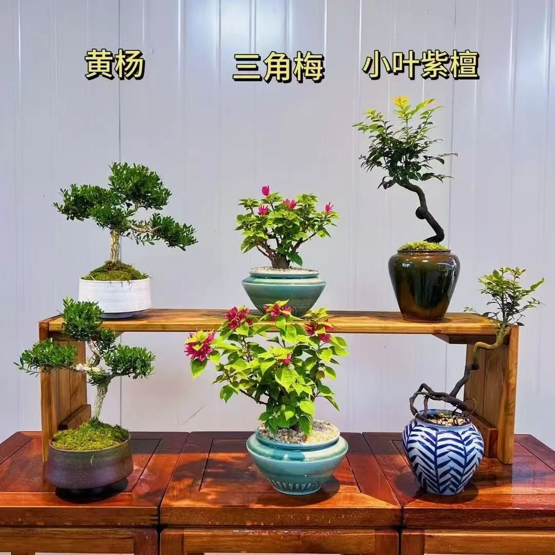 老桩塔紫三角梅 卷柏 黄杨 栀子花 寿娘子（一物一拍）