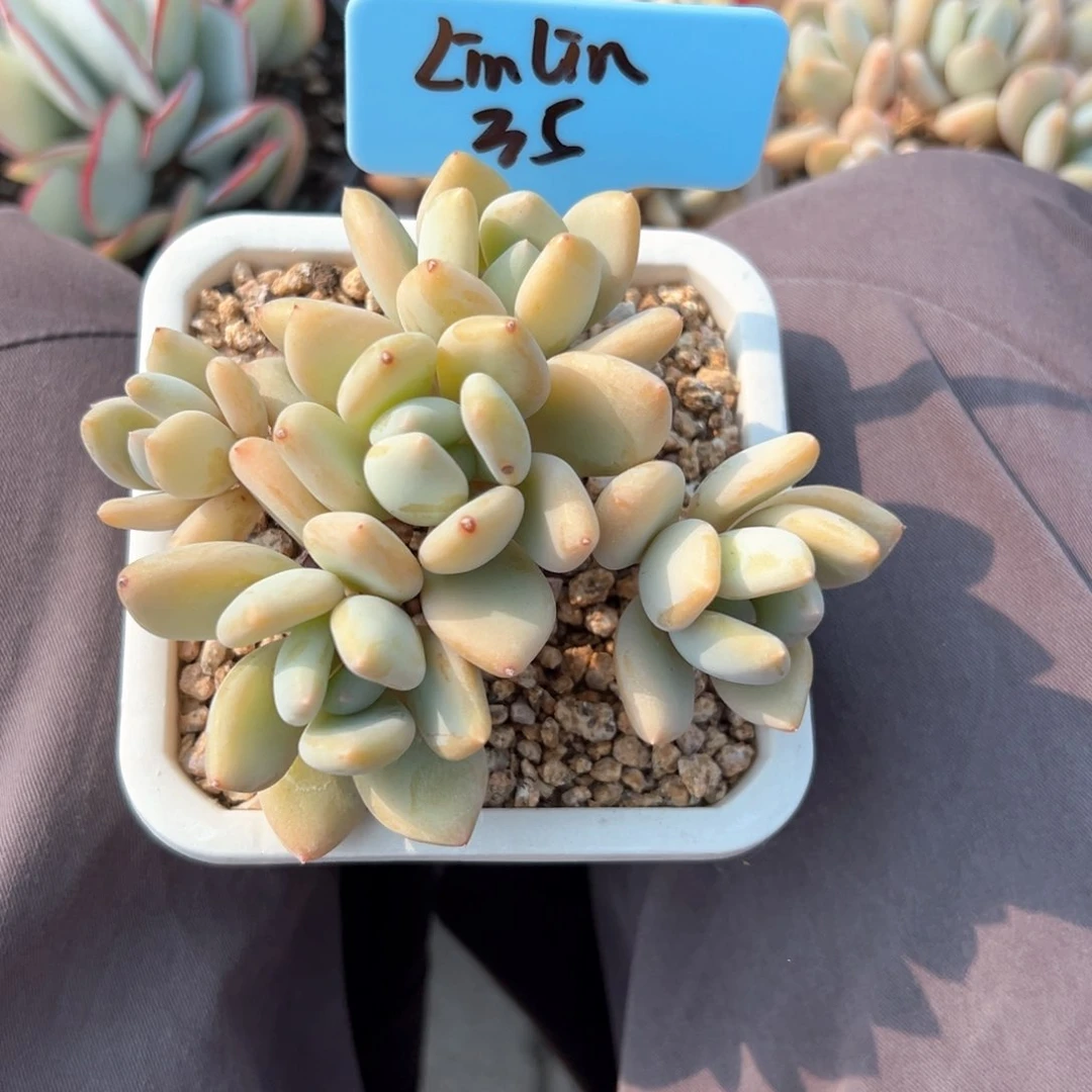 无花朵L****吖111111111111111点