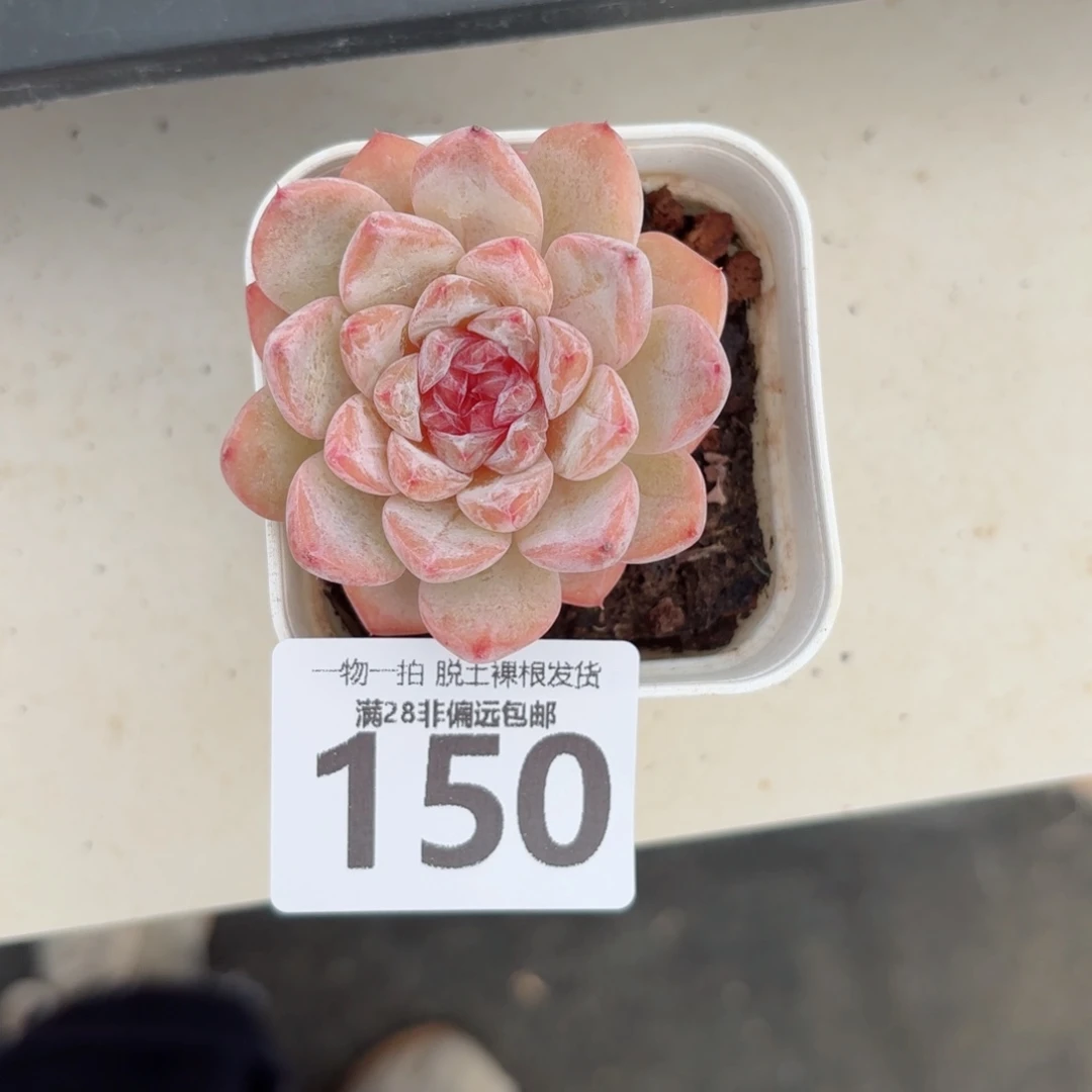 冰魄单头无盆土发货