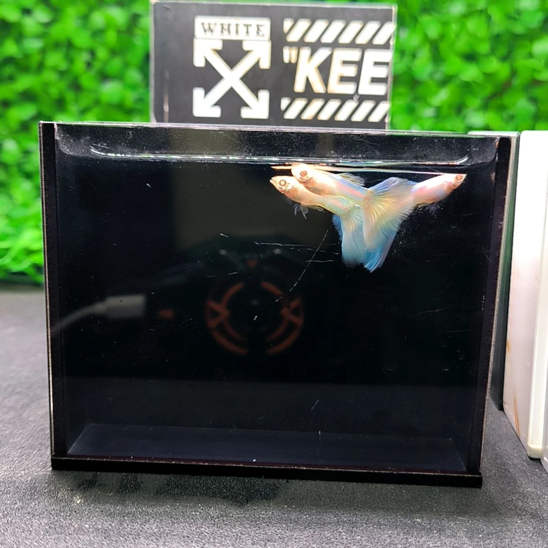 孔雀鱼极光幻彩，三公三母带胎代孕。