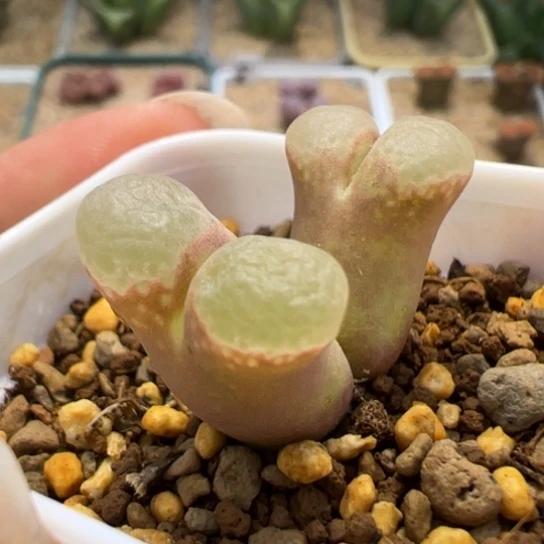 1453.9樱花风铃08。