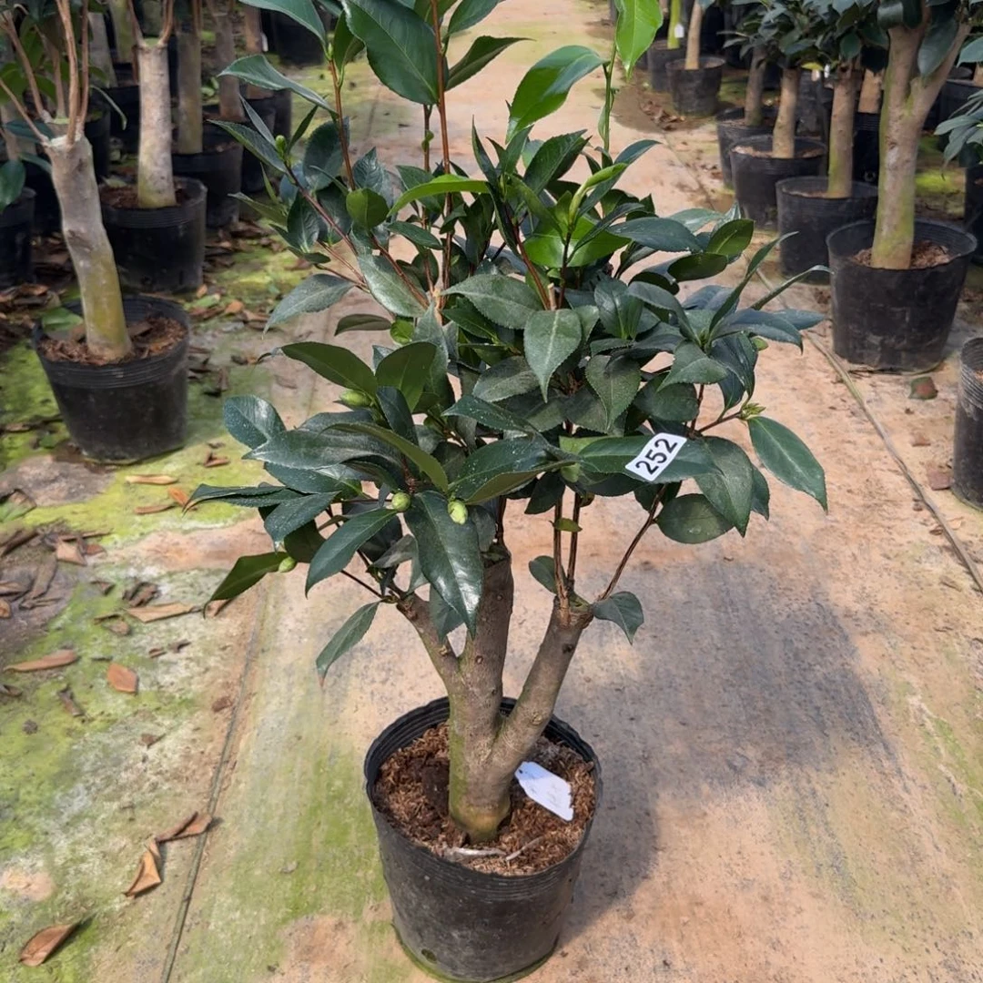 少量花朵（建议范围：2朵-5朵 或40%以下）252彩衣糖果6刀