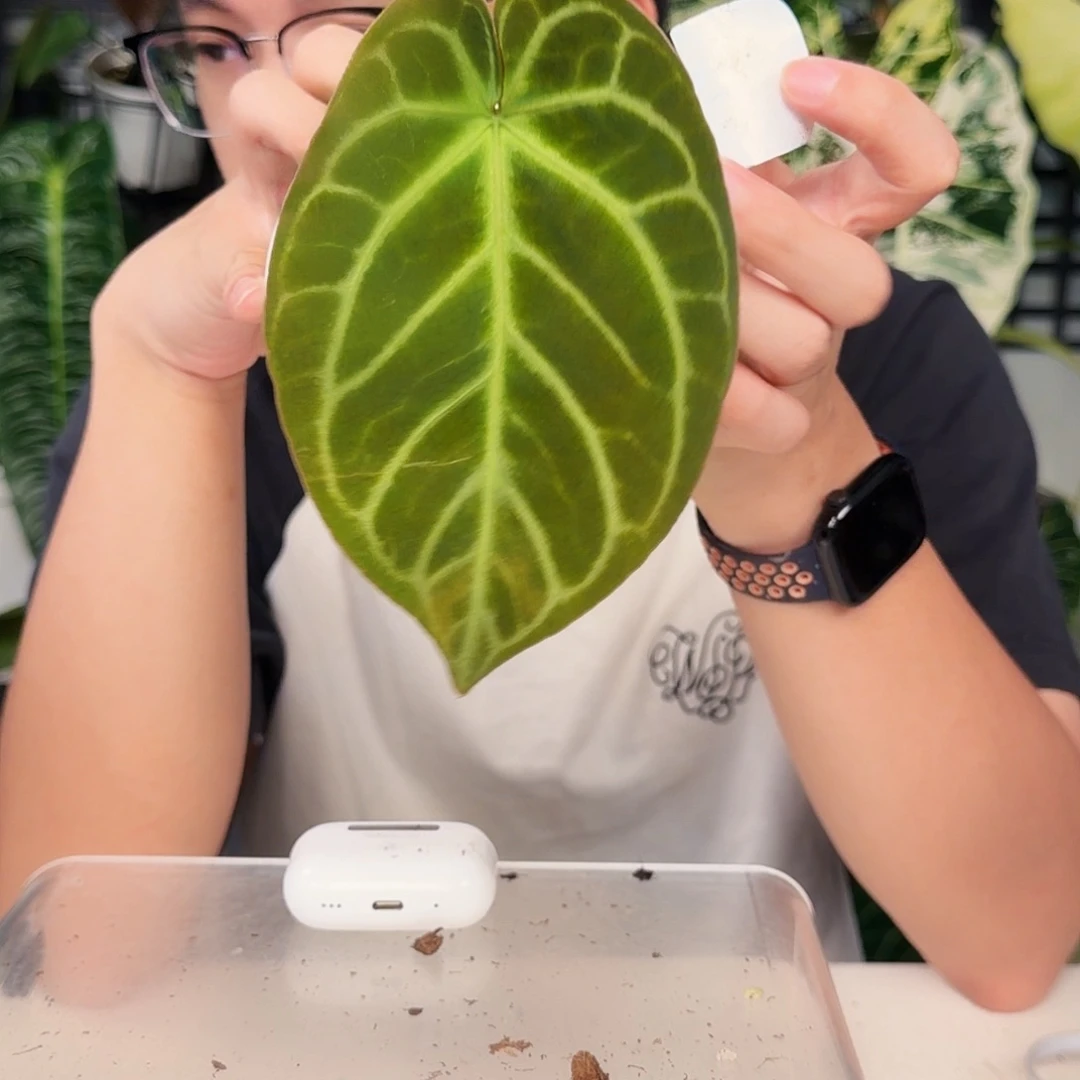 完全开放Q78 kos杂华丽