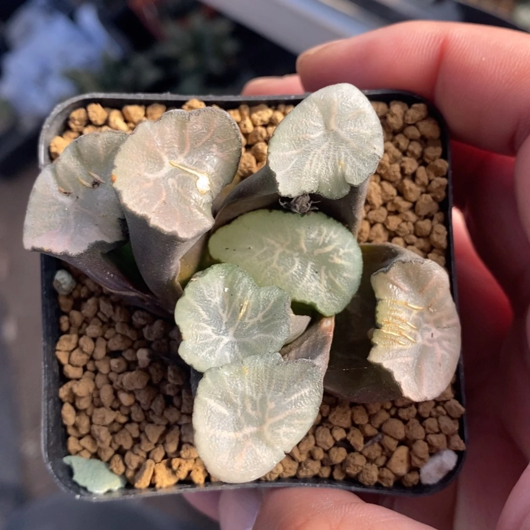 一颗飞鸟万象。