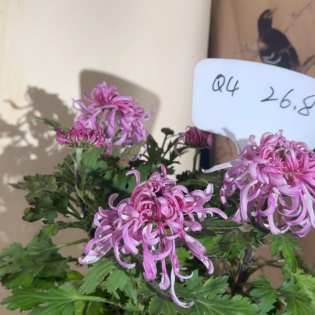 全部花朵Q4444444444